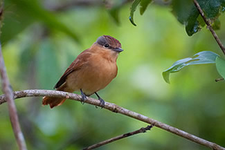 Kastanjebekarde - Pachyramphus castaneus